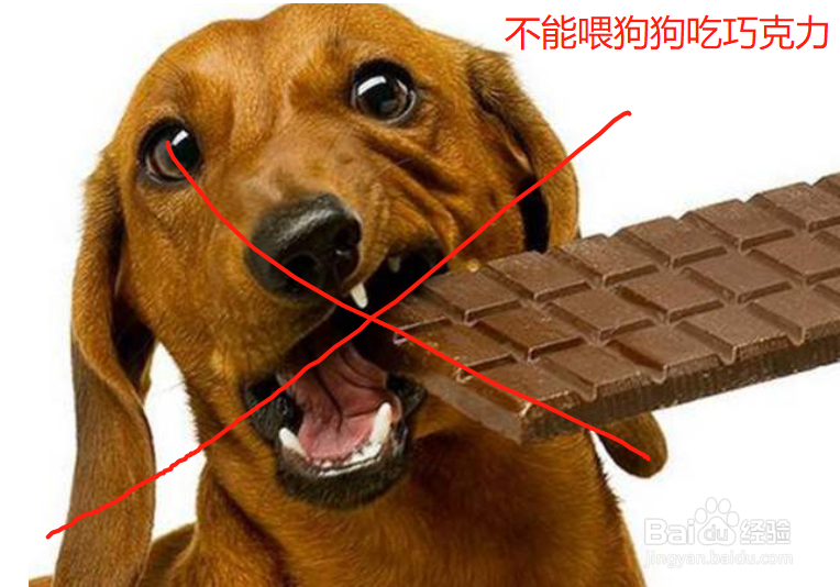 狗狗吃什么最有营养