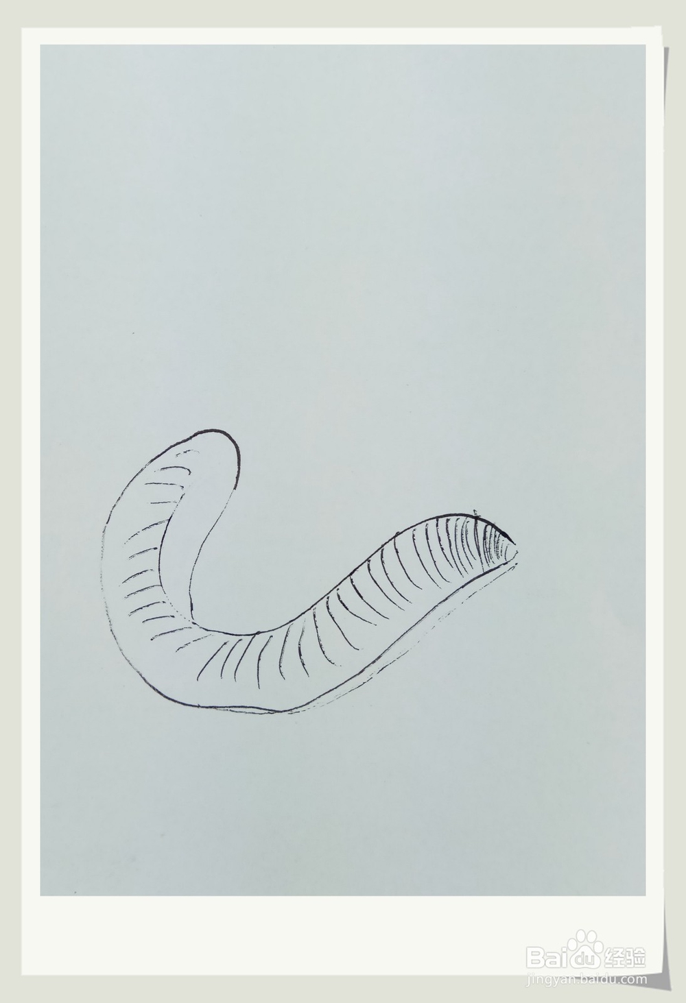 怎样画简笔画“水蛭”?