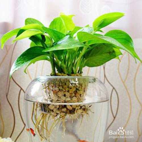 水养绿萝应加多少水?