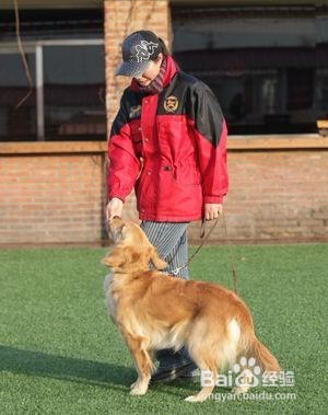 狗狗动作怎么训练