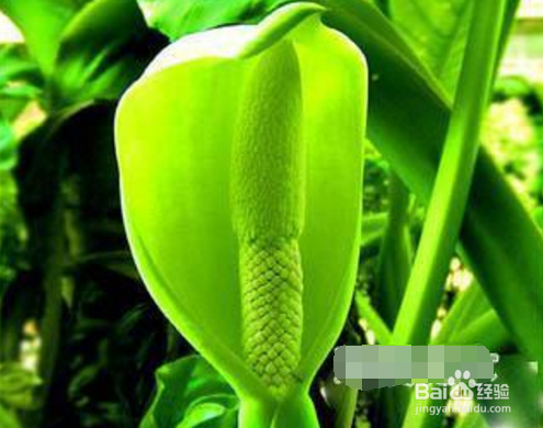 绿巨人的养殖方法