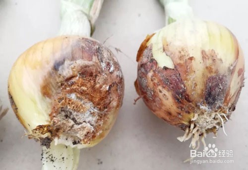 洋葱重茬怎么办