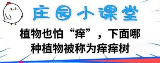 哪种植物被称为痒痒树12.13蚂蚁庄园
