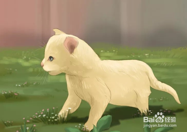 怎样照顾幼猫？