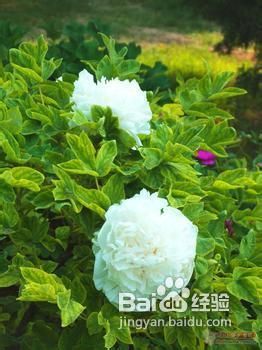 如何预防妊娠纹？