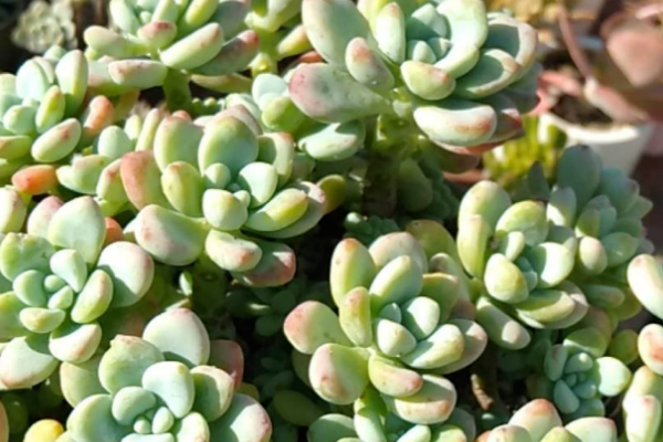 多肉度夏必死名单