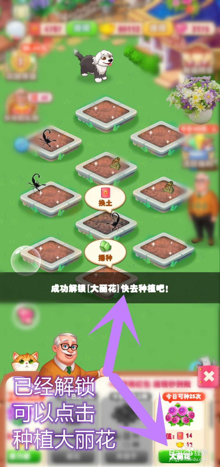 爷爷的花园如何解锁大丽花种植