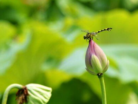 三年级描写夏天的诗句