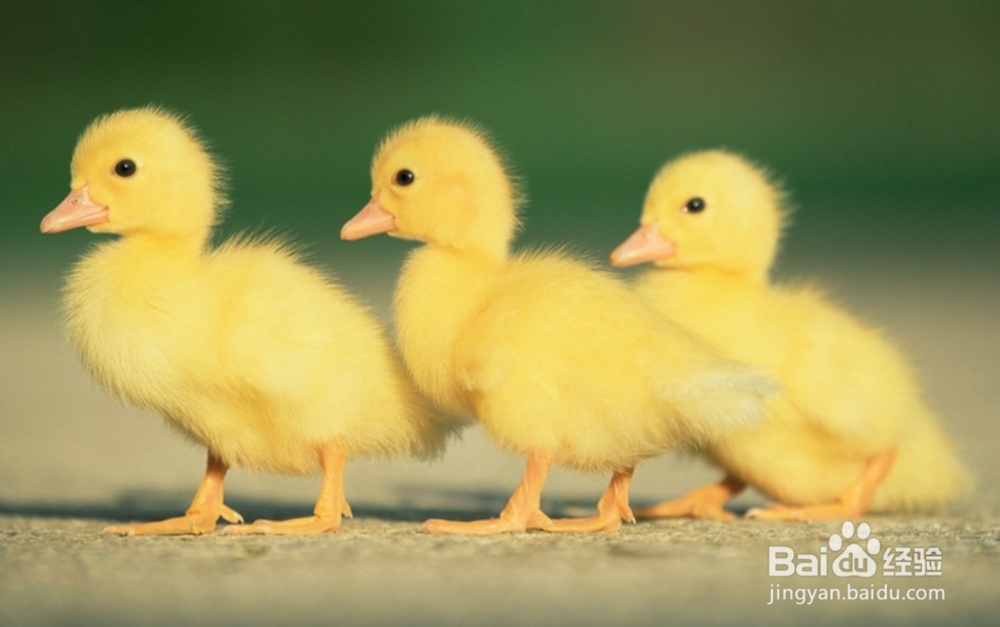 小鸭子怎么养
