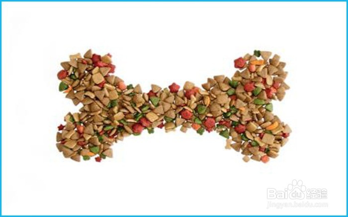 新手怎么养哈士奇