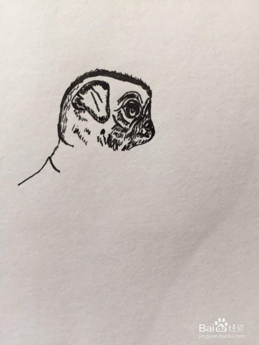 dxdll手绘之小狗