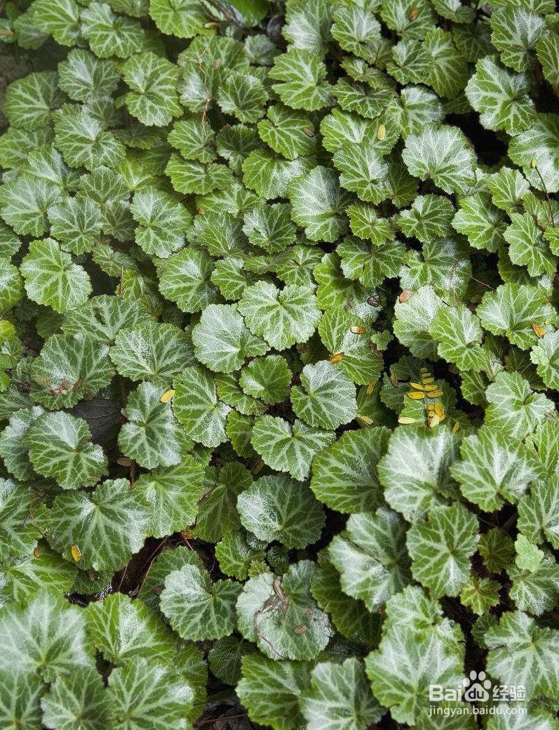 盆栽虎耳草的 诀窍