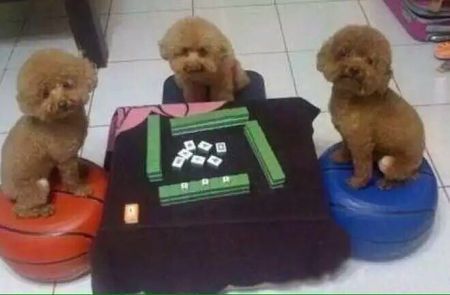 三缺一到底是几个人