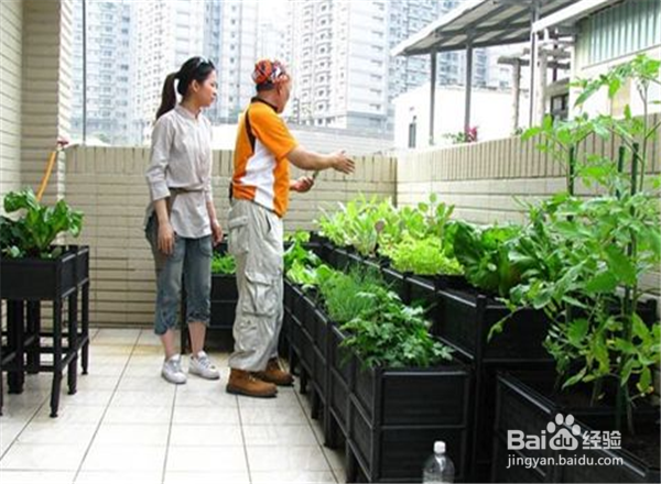 怎么让阳台充满绿意