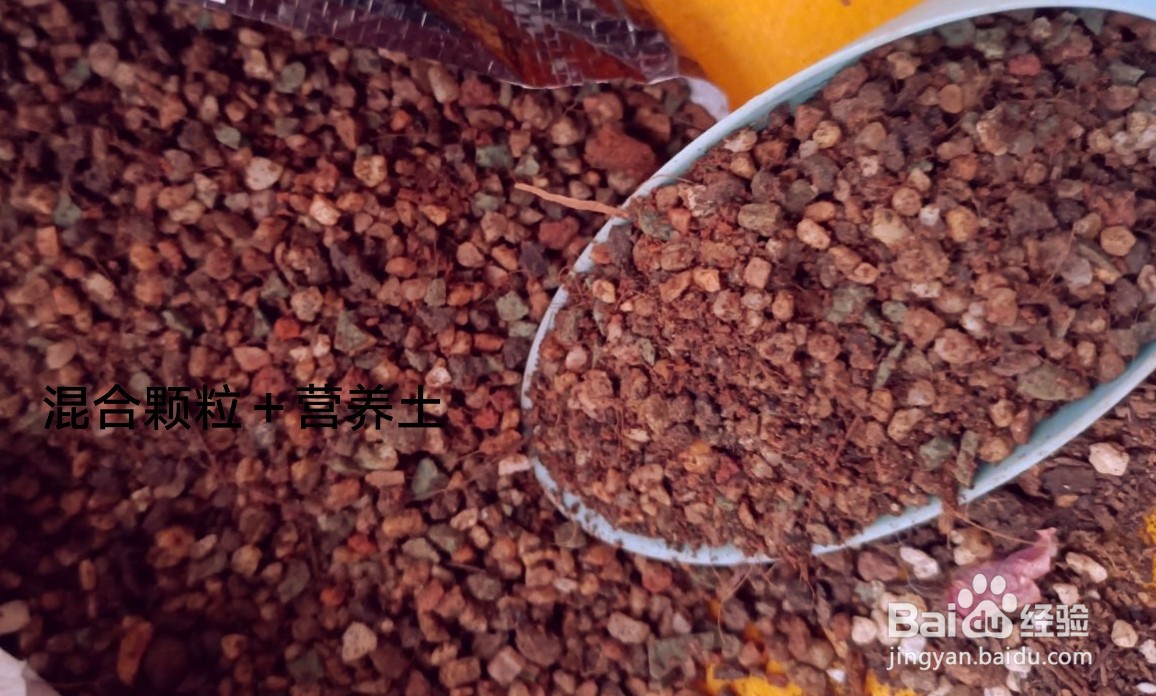 如何养殖多肉小盆栽