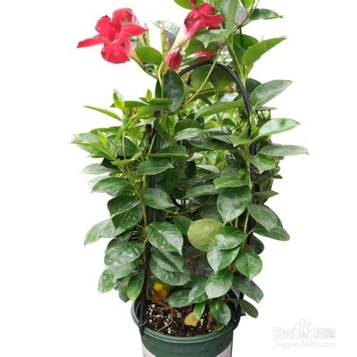 阳台种植什么样的花可以晒不死
