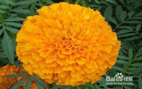 吃蓝莓叶黄素有哪些禁忌？