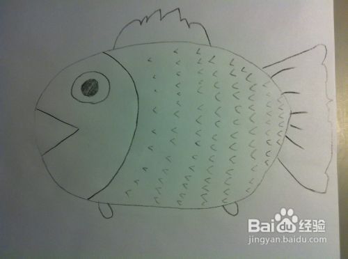 教你画动物——小鱼