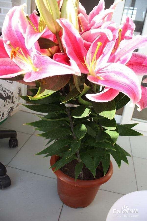 养一盆就能让家里满室生香!