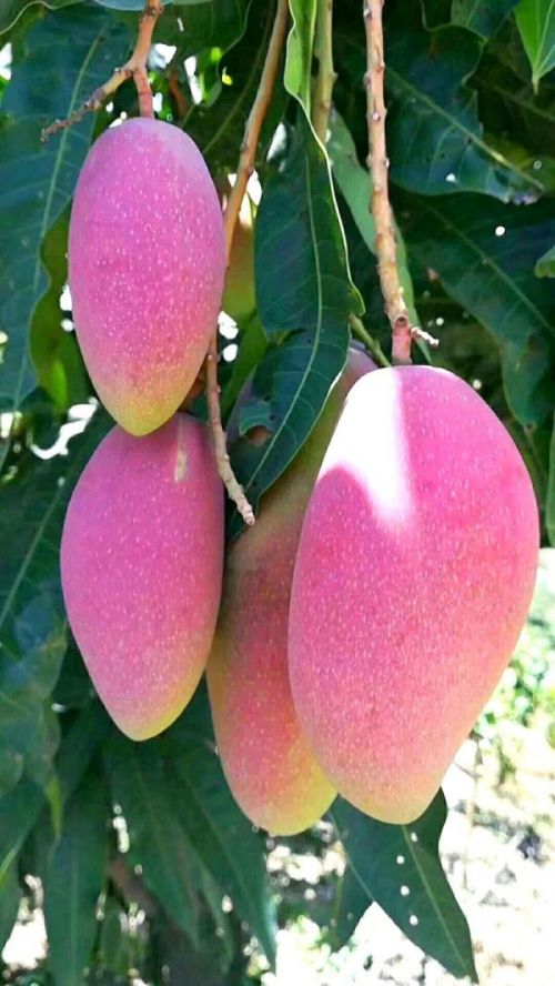 傣式生芒果吃法