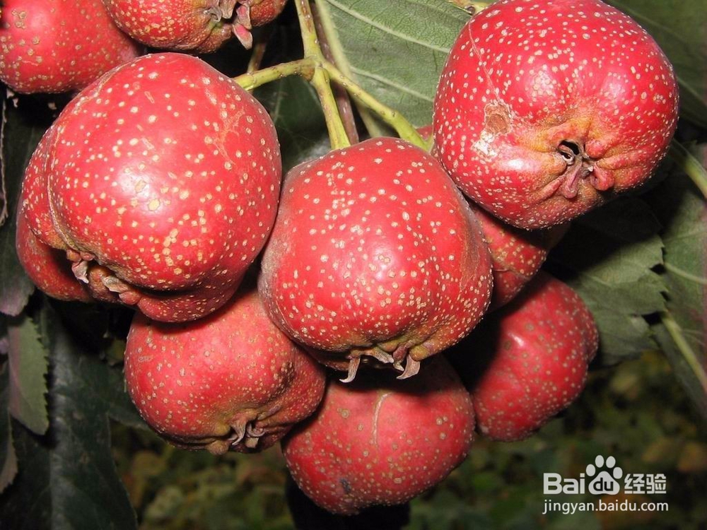 春节如何养好自己受伤的胃？