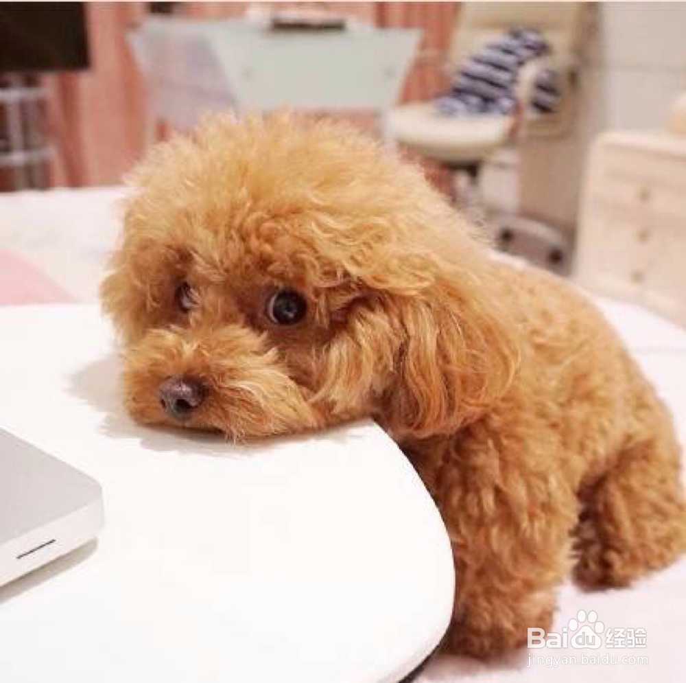 狗狗怀孕期间怎么照顾