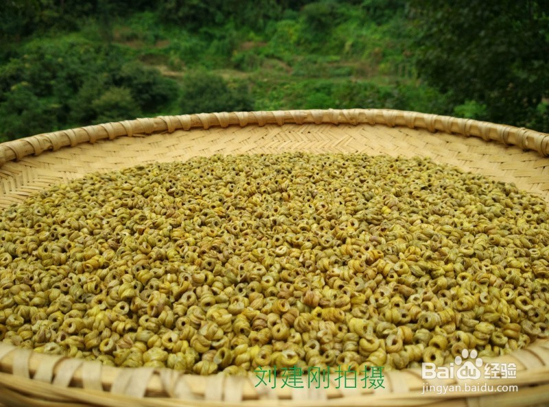霍山石斛米斛的地方标准是如何规范的