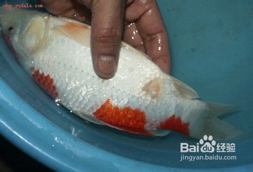 怎样利用食盐治锦鲤鱼病?