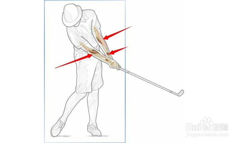 高尔夫球训练：[31]相应肌肉图解完结篇