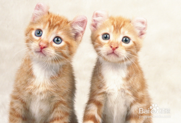 怎样照顾好你的宠物？