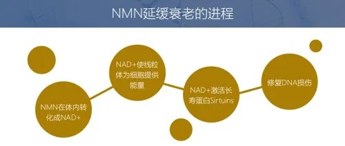 NMN如何解锁抗衰密码？