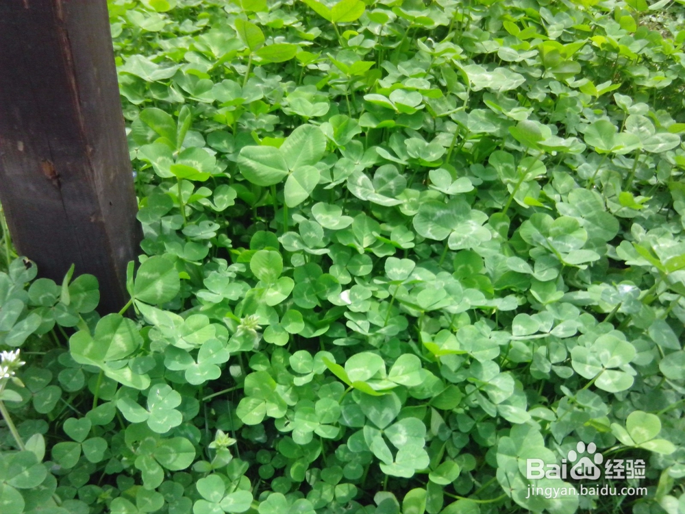 古城绍兴游览体验之宛委山樱花