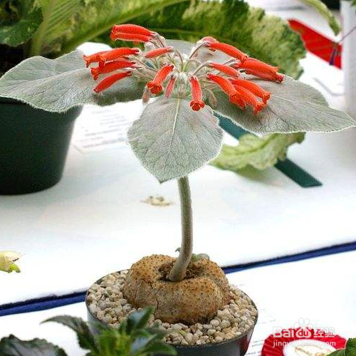 怎样培育断崖女王?