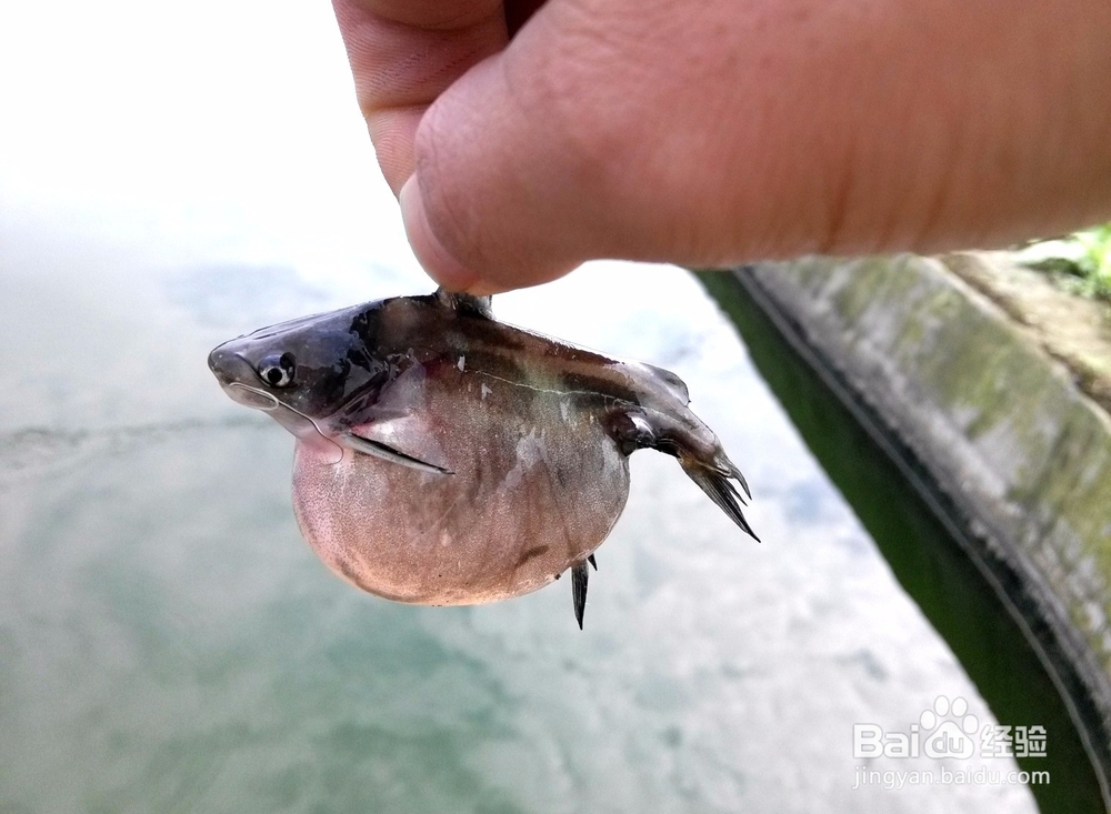 养殖经验浅谈-黄颡鱼大肚子