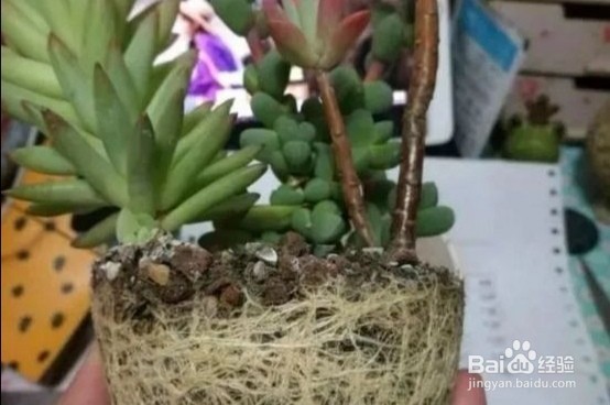 多肉换盆注意事项