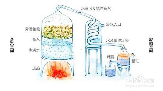迷迭香精油制作