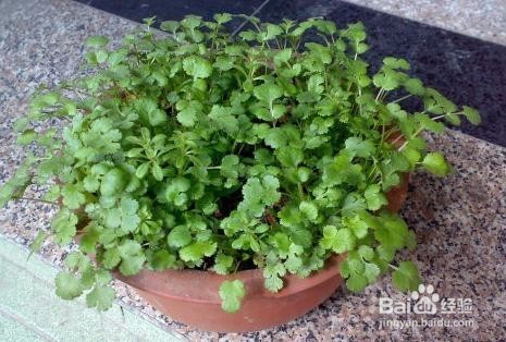 怎样种香菜比较好