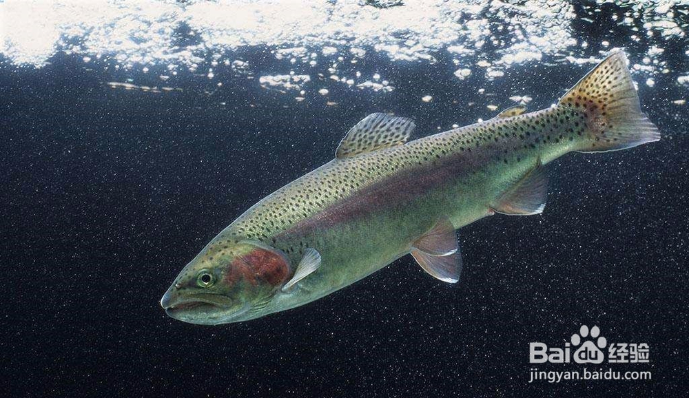 如何防治鱼维生素缺乏症