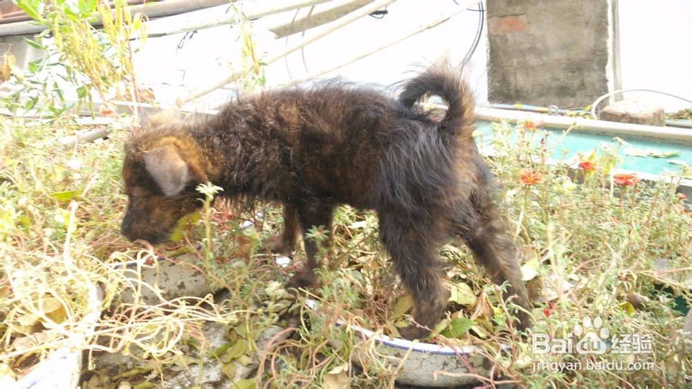 怎么培养和狗狗之间的感情？