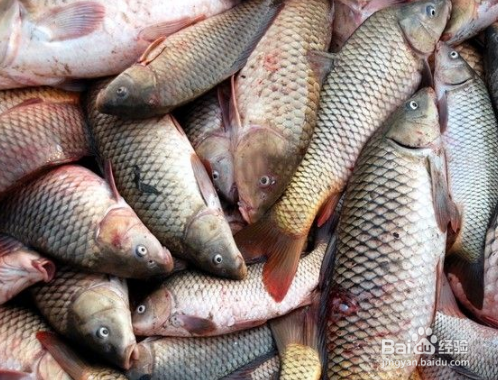 买鱼的时候应该怎么挑鱼