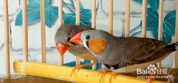 珍珠鸟公母怎么分辨图片