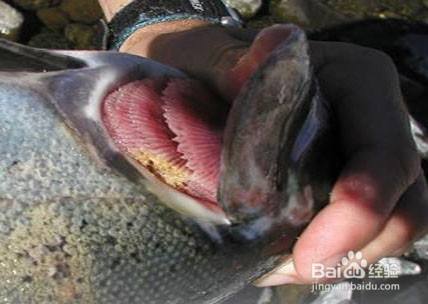 鱼儿是怎样呼吸的 百度经验