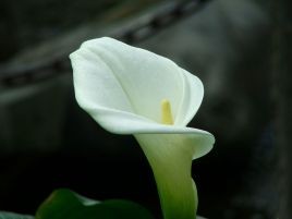 一月份的花有哪些？