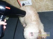 怎么给小泰迪洗澡