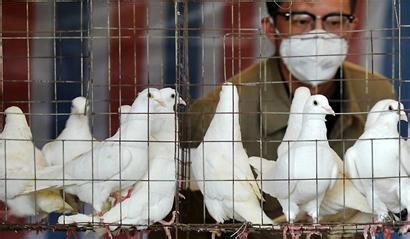 h7n9禽流感怎样预防最科学