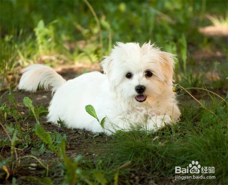 比熊爱咬人怎么办