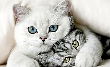 猫死亡多久身体变凉