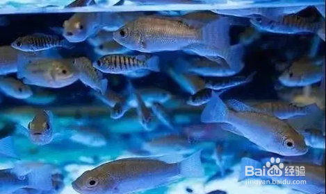 亲亲鱼为什么吃脚