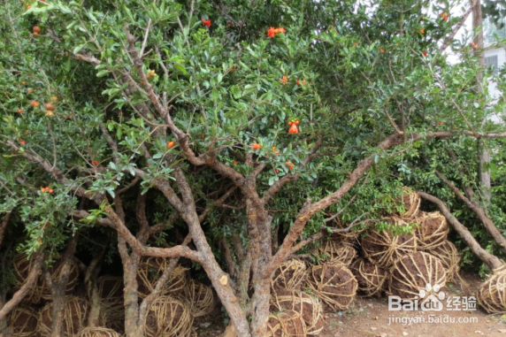 石榴嫁接时间和嫁接方法有哪些?