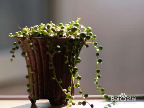 怎么水培珍珠吊兰?